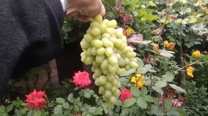 Виноград Гарольд