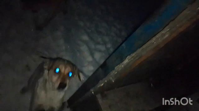 Работа. Вечно голодные собаки... смотреть онлайн