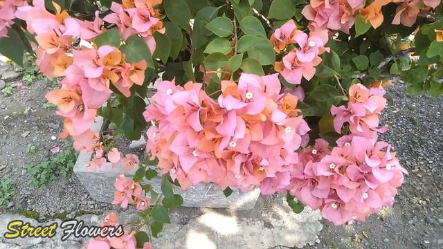 Bougainvillea flowers are in summer bloom смотреть онлайн