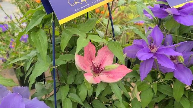 Clematis Zara™ + Sarah Elizabeth™ + Parisienne™ // GORGEOUS, Compact, Free-Flowering Vines смотреть онлайн
