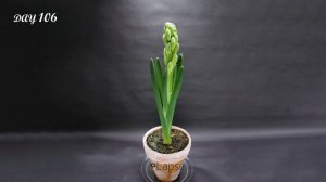 Growing Hyacinth Flower From Bulb Time Lapse (121 Days)