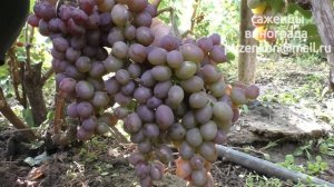 Виноград Виктория -  раннего срока созревания (Пузенко Наталья Лариасовна)