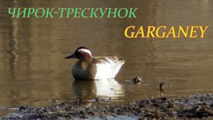 Чирок-Трескунок, Интересные факты. Garganey, Interesting Facts