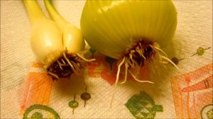 Growing Yellow Onion from Bulbs, Days 95-101