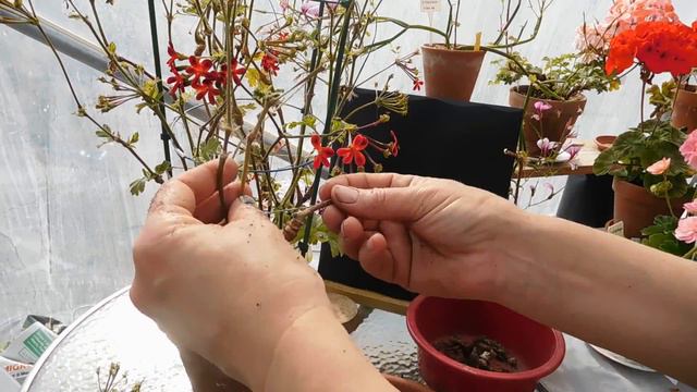 How to propagate Pelargonium x 'Ardens' смотреть онлайн
