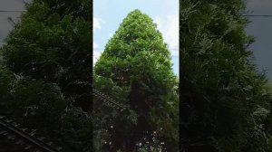 Практика СТРИЖКА ХВОЙНЫХ растений электрическим кусторезом