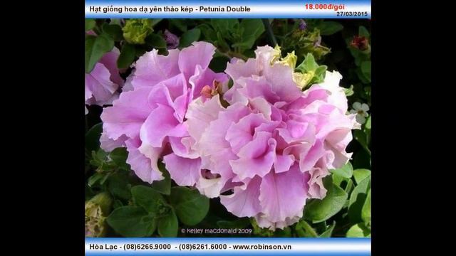 Hạt Dạ yên thảo cánh kép - Petunia Double смотреть онлайн