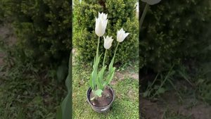 Тюльпан Уайт Триумфатор / Tulipa lilyflowered White Triumphator