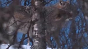 Волки мы в ночных лесах - Руслан Добрый & Tural Everest - Волки