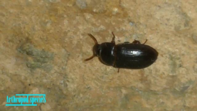 Insect Species - Darkling Beetle | Mealworm beetle (Tenebrio molitor) | смотреть онлайн