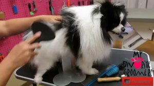 Pomeranian brushing and groom