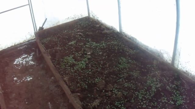 Сидераты в теплице зимой смотреть онлайн