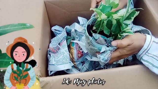 INDOOR PLANTS || neon, njoy & spe (scindapsus pictus exotica) смотреть онлайн