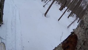 СБОР ЧАГИ.