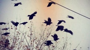 Ворон - ночной сторож.