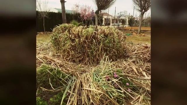 CORTADERIA SELLOANA ( Plumero ) смотреть онлайн
