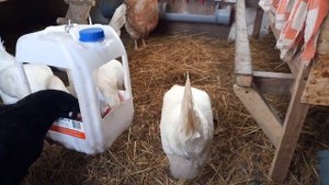 Курятник. Порода кур-несушек Леггорн белый.