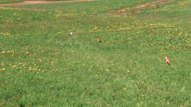 Басенджи. Курсинг