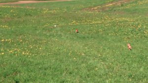 Басенджи. Курсинг