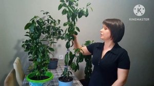 Прививки цитрусовых растений Подготовка подвоя Совместимость Условия для создания дерево-сада