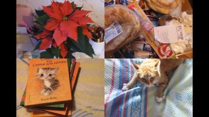 НЕБОЛЬШИЕ ПОКУПКИ В АШАНЕ. РОЖДЕСТВЕНСКАЯ ЗВЕЗДА. ЗАМЕНА ШАРФУ. НОВЫЕ КНИГИ