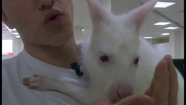 Контактный зоопарк в ТРЦ "РИО" от 21 03 2019 смотреть онлайн