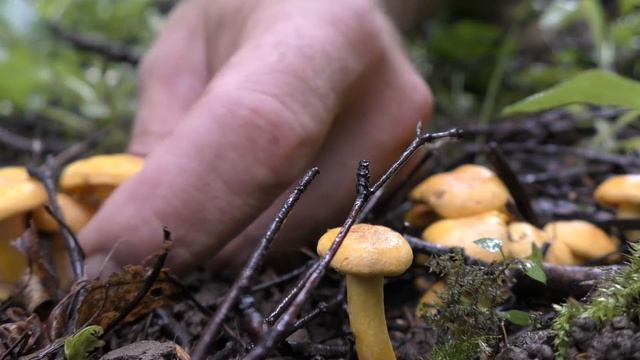 Грибы лисички пошли массово! Тихая охота 2020 года. Июль. смотреть онлайн