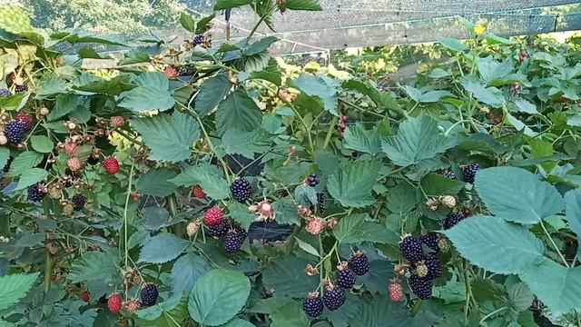 Сорт ежевики von на удаление 2020 смотреть онлайн