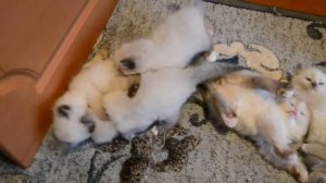 Невские маскарадные котята