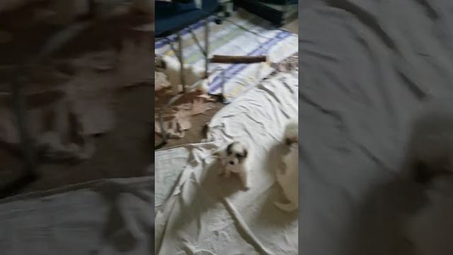 Пиренейская горная, щенки, питомник ЯКОГОР / Pyrenees dog puppy, kennel Yakogor