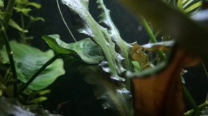 ЛЮДВИГИЯ РУБИН. УСЛОВИЯ СОДЕРЖАНИЯ В АКВАРИУМЕ.