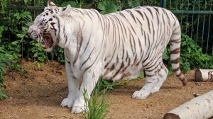 На вольер белой тигрицы упало дерово  и леопард Бэнджамин Баттон)))))