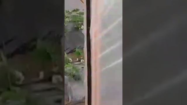 КЛУБНИКА СУПЕР (ИСПОЛЬЗОВАЛИ НОВОЕ УДОБРЕНИЕ КАГС без нитрат)