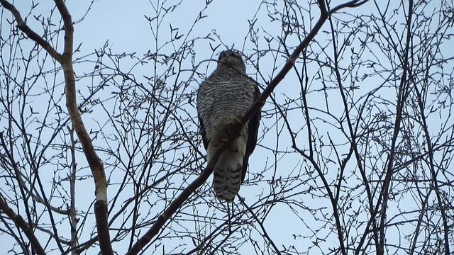 Ястреб тетеревятник схватил ворону. 3 марта 2019 г. Санкт- Петербург. смотреть онлайн