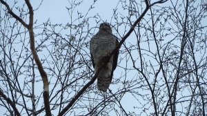 Ястреб тетеревятник схватил ворону. 3 марта 2019 г. Санкт- Петербург.