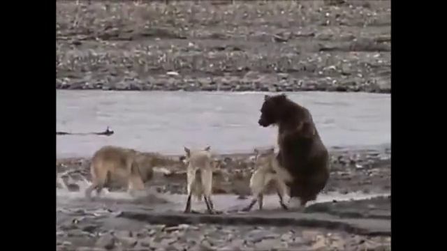Стая волков напала на медведя смотреть онлайн