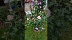 Rose Souvenir de Baden Baden