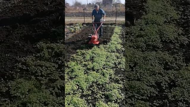 Рожь и горчица как сидерат на огороде.