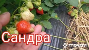 Сравнение сортов клубники Сандра/Брила/Азия на 22.05.22