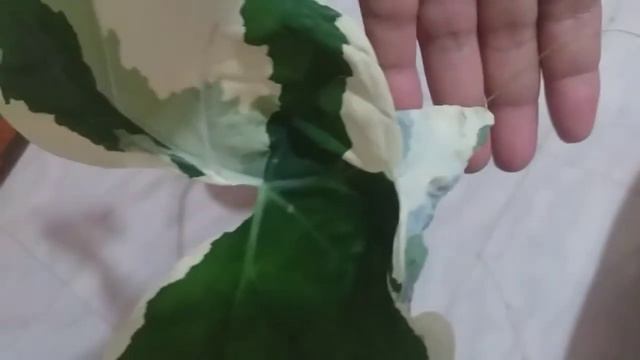 STINGRAY ALOCASIA OR MICKY MOUSE CALADIUM? | #stingrayalocasiaormickymousecaladium? | #editacidsala смотреть онлайн