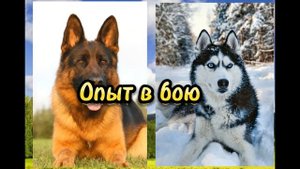 Немецкая овчарка против Хаски//Кто сильнее?