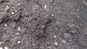 Осенняя посадка роз. При такой посадке роза быстро приживется