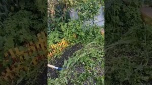 Тяпка самозаточная Бумеранг