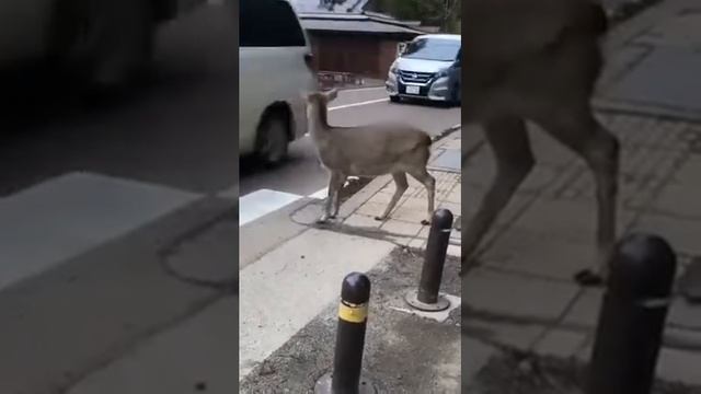 Не то животное оленем назвали