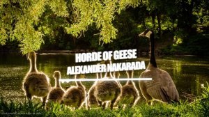 Alexander Nakarada - Horde Of Geese
