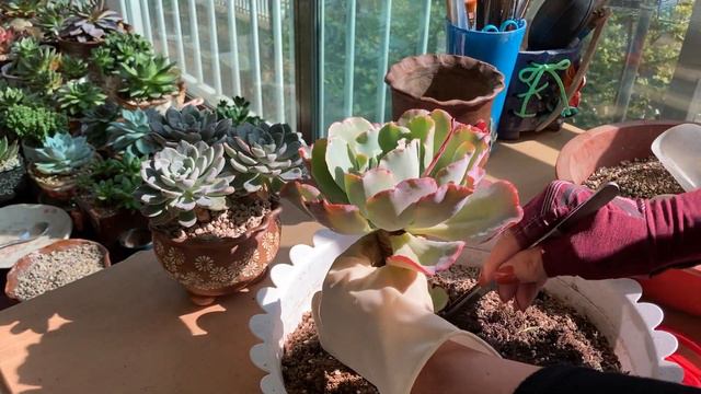 나만에#수제화분에 분갈이하기 #버클리 이름모를 다육이 #수형이 예뻐서 화분하고 잘 어울려요~~~^^💕 смотреть онлайн