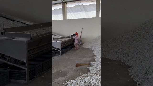 Узбекистан!Шелкопряд! смотреть онлайн