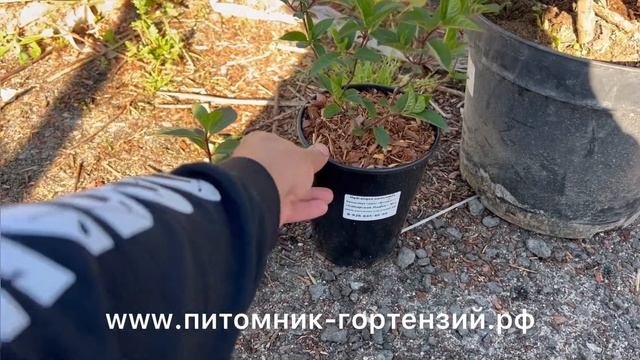 Самарская Лидия-обзор 1часть видео.
