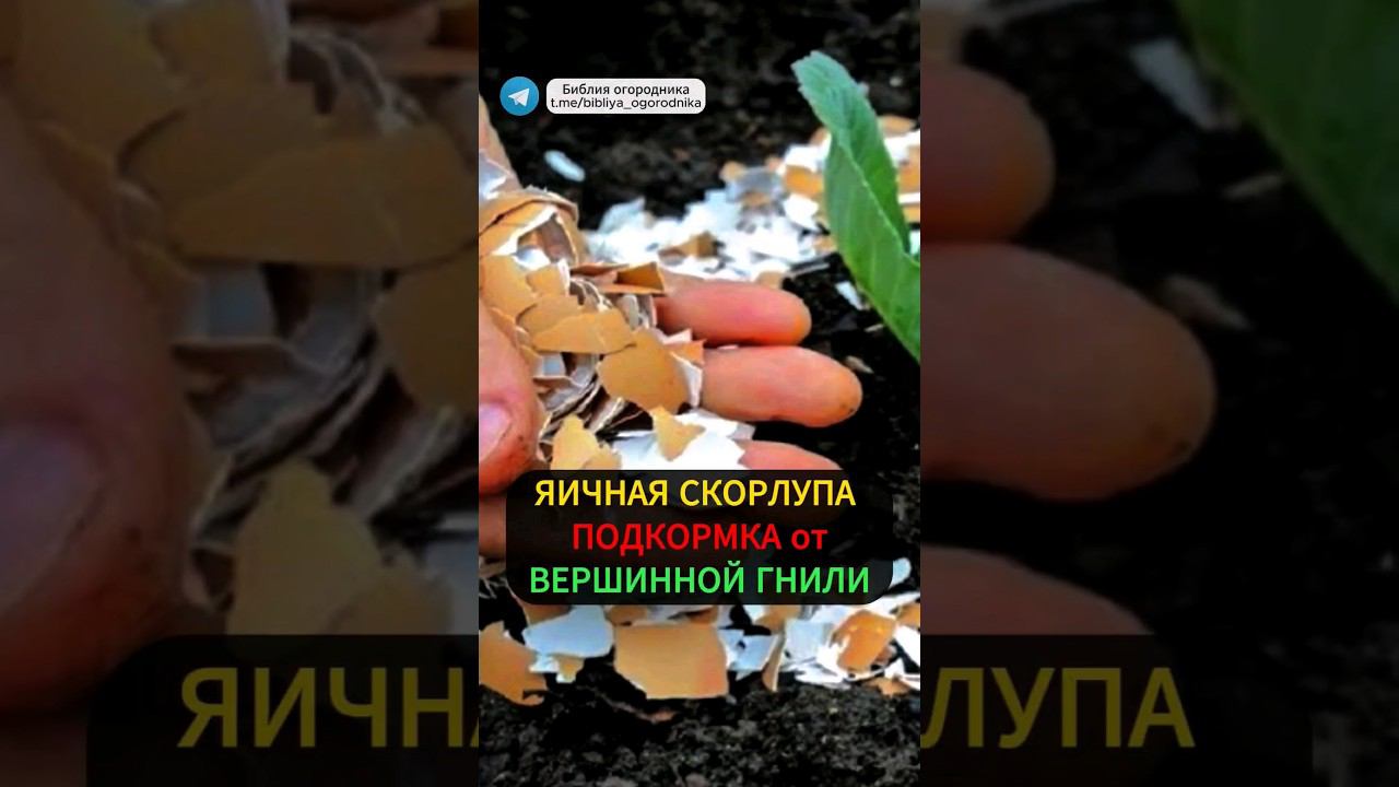 Яичная скорлупа эффективная кальциевая подкормка #огород #подкормка #яичнаяскорлупа #томаты #урожай