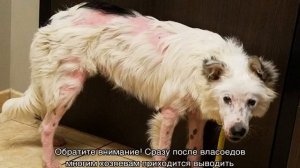 Власоеды у собак: как выглядят и кто это такие